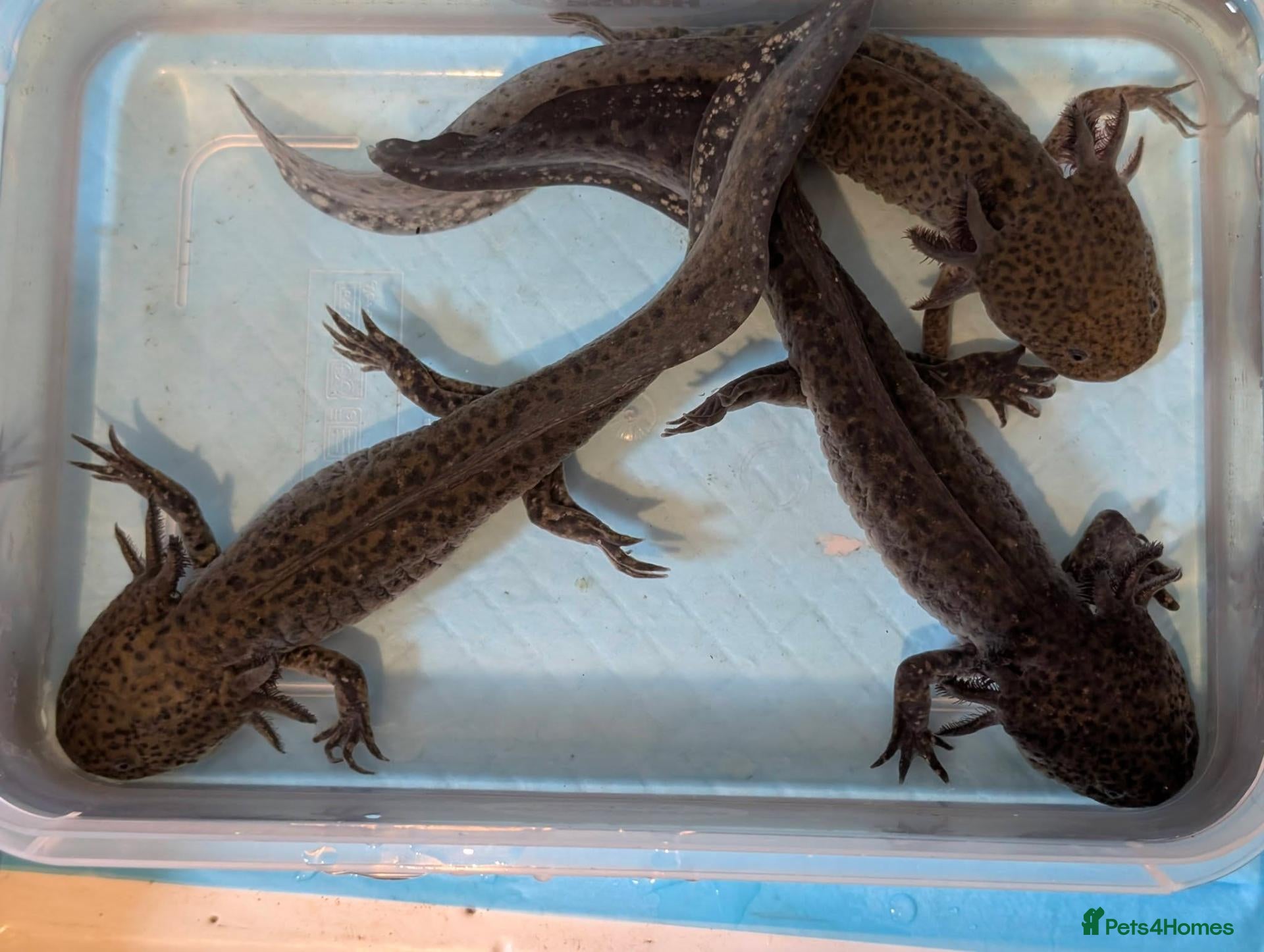 Axolotl reptiles 3 females hypo axolotl babies - Advert 6