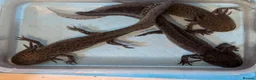 Axolotl reptiles for sale: 3 females hypo axolotl babies - Advert 1