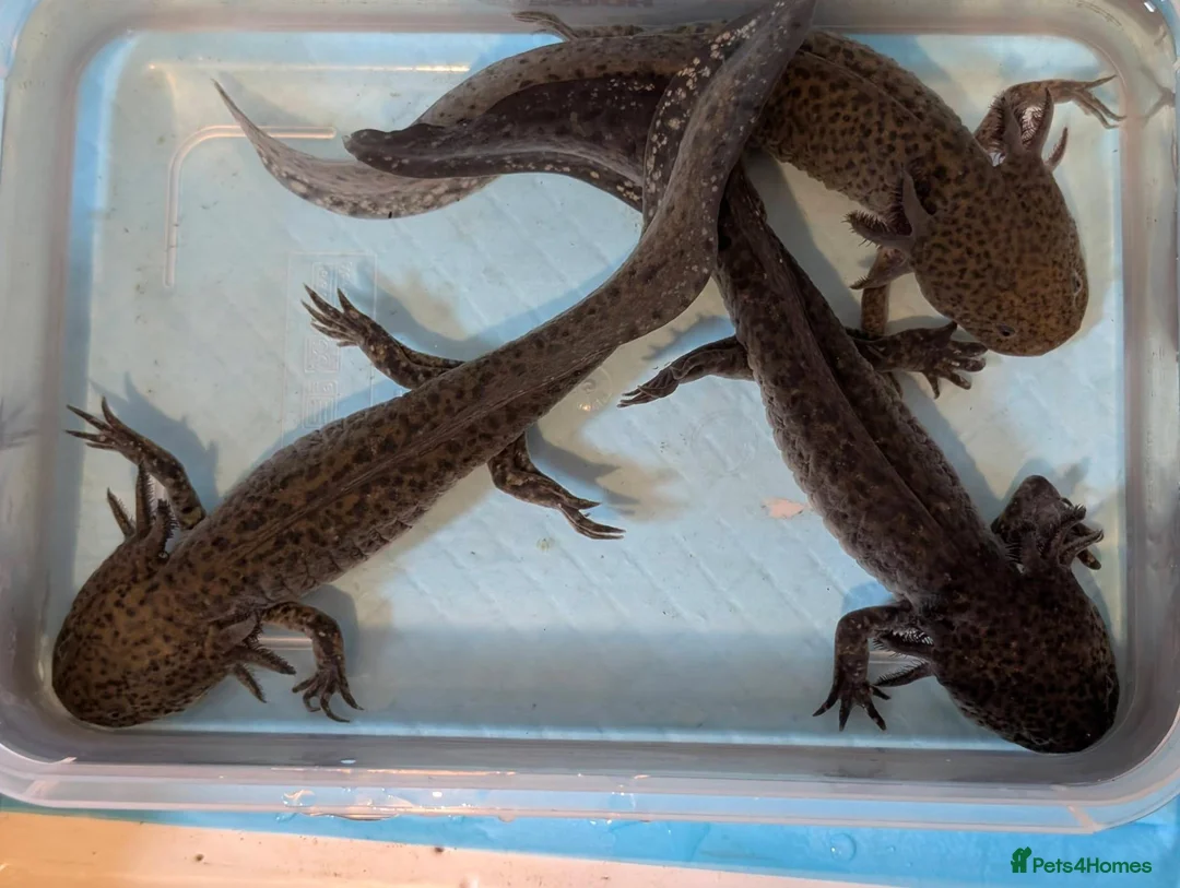 Axolotl reptiles for sale: 3 females hypo axolotl babies - Advert 1