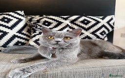 British Shorthair cats for sale: 2 Girls 3 Boys British Shorthairs - Image 10