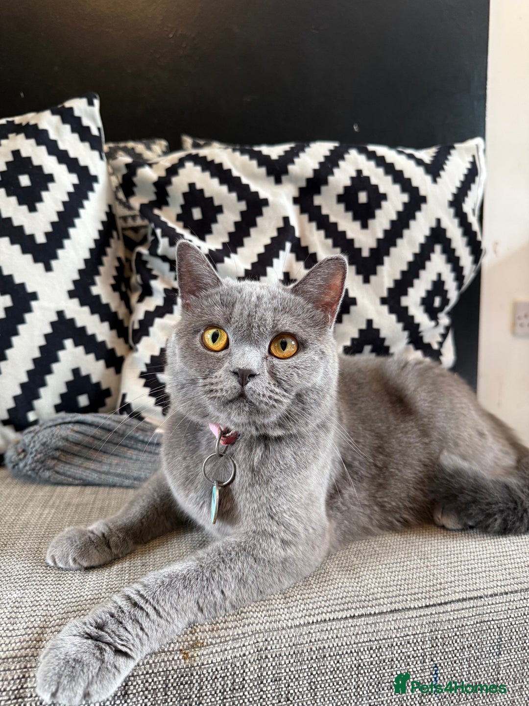 British Shorthair cats for sale: 2 Girls 3 Boys British Shorthairs - Image 10