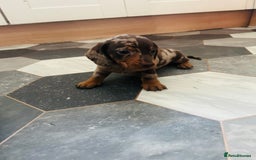 Dachshund dogs for sale: Miniature Dachshund 🐾 - Image 5