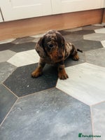 Dachshund dogs - Advert 6