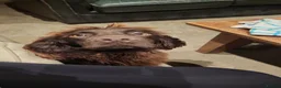 Cocker Spaniel dogs for sale: Stunning Working Cocker Spaniel Pups - Advert 8