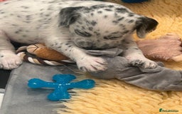 Mixed Breed dogs for sale: Rare Dalmadoodles - Image 23