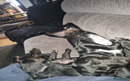 Mixed Breed dogs for sale: Beautiful dalmador Callie  - Image 5