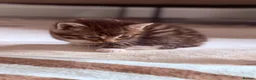 Mixed Breed cats for sale: Beautiful kittens available - Advert 19