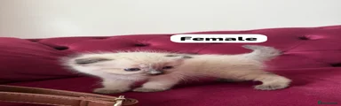 Scottish Fold 4