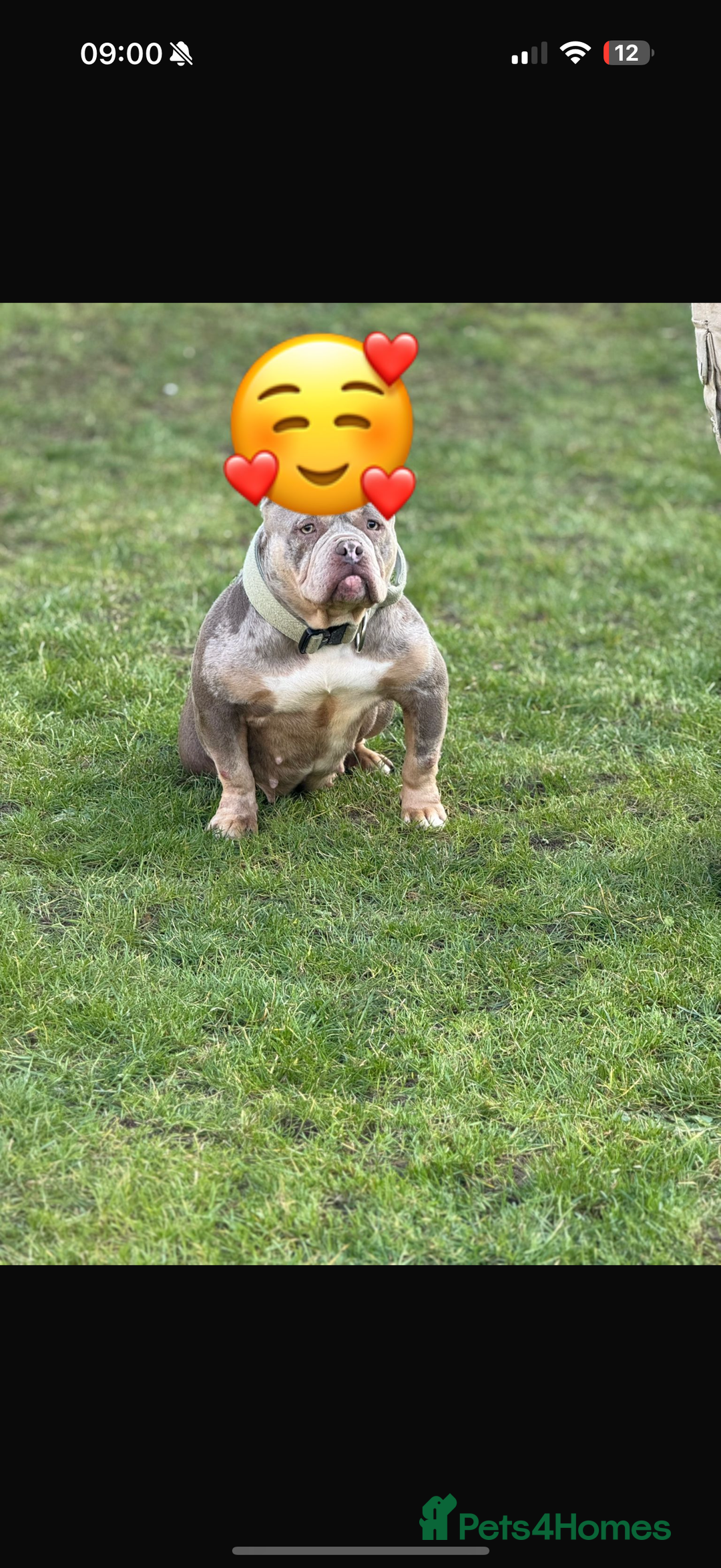 American Bully dogs for sale: ABKC pocket bullies - Ready to leave, wrong date  - Image 7