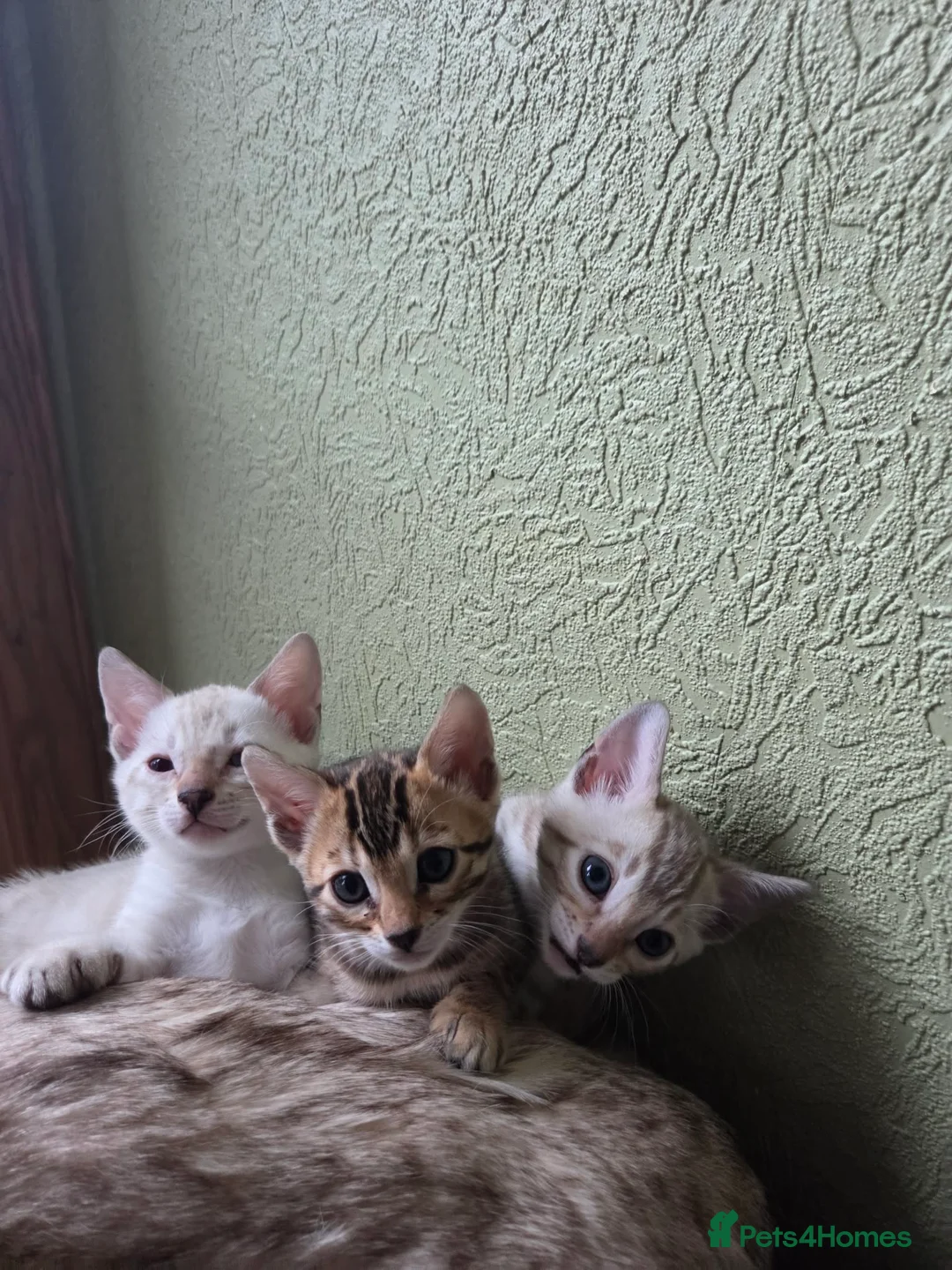 Bengal cats for sale: Beautiful 🐾 5 BENGALPARADISE 🐾 Kittens - Advert 20