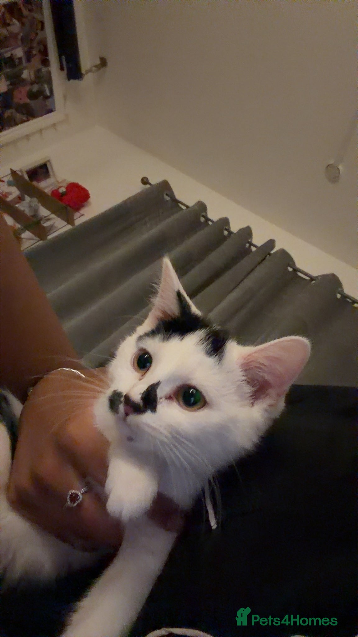 Mixed Breed cats for sale: Beautiful white kitten - Advert 7