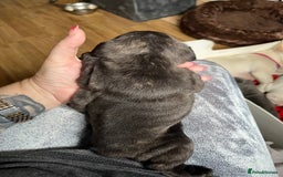 French Bulldog dogs for sale: Beautiful French bulldog puppies  - Image 11