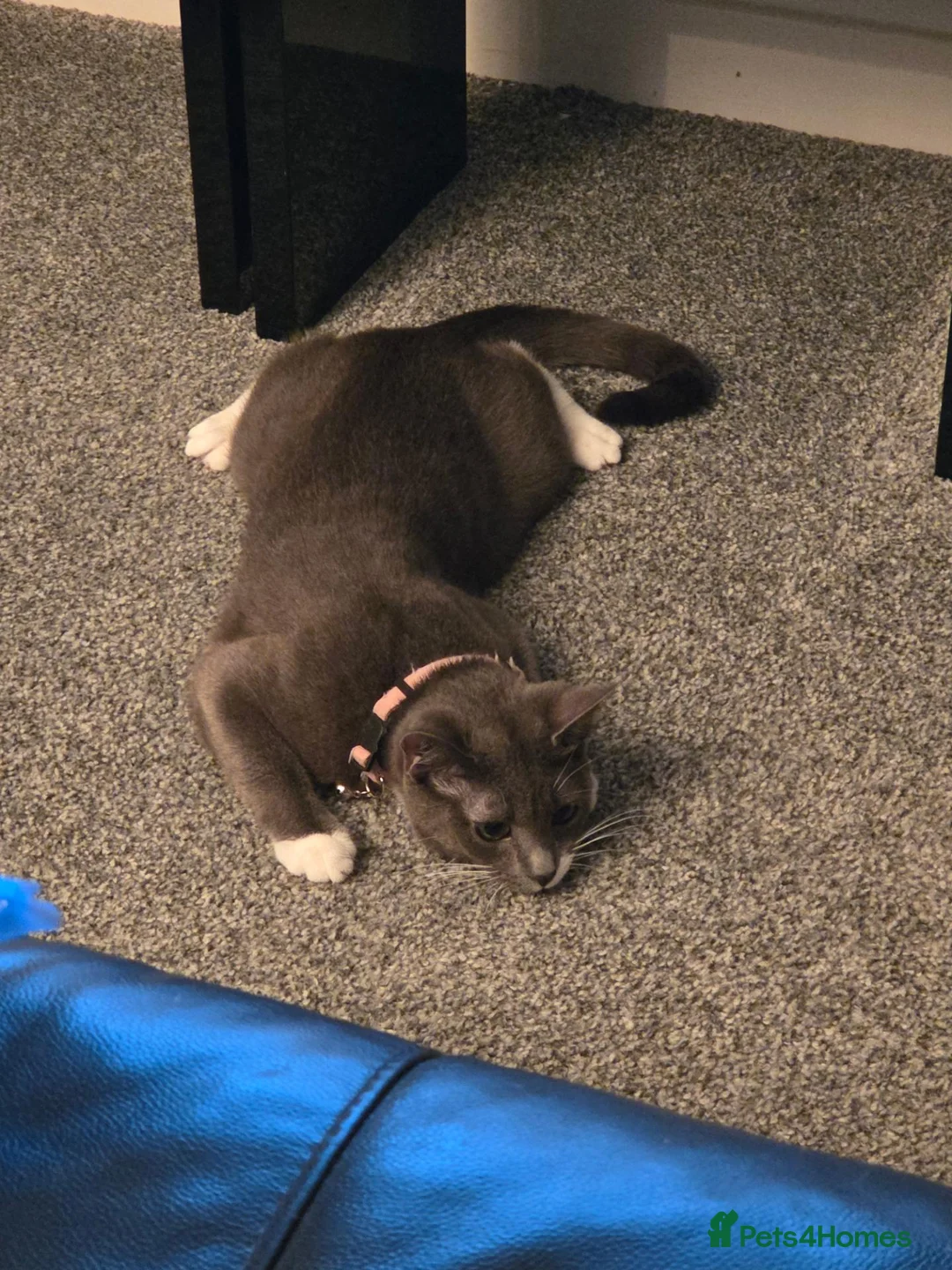 Mixed Breed cats for sale: White and grey mixed breed short haired female in Basingstoke - Advert 1