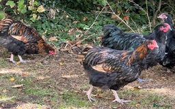 Chickens poultry for sale: Orpington chickens available  - Image 6