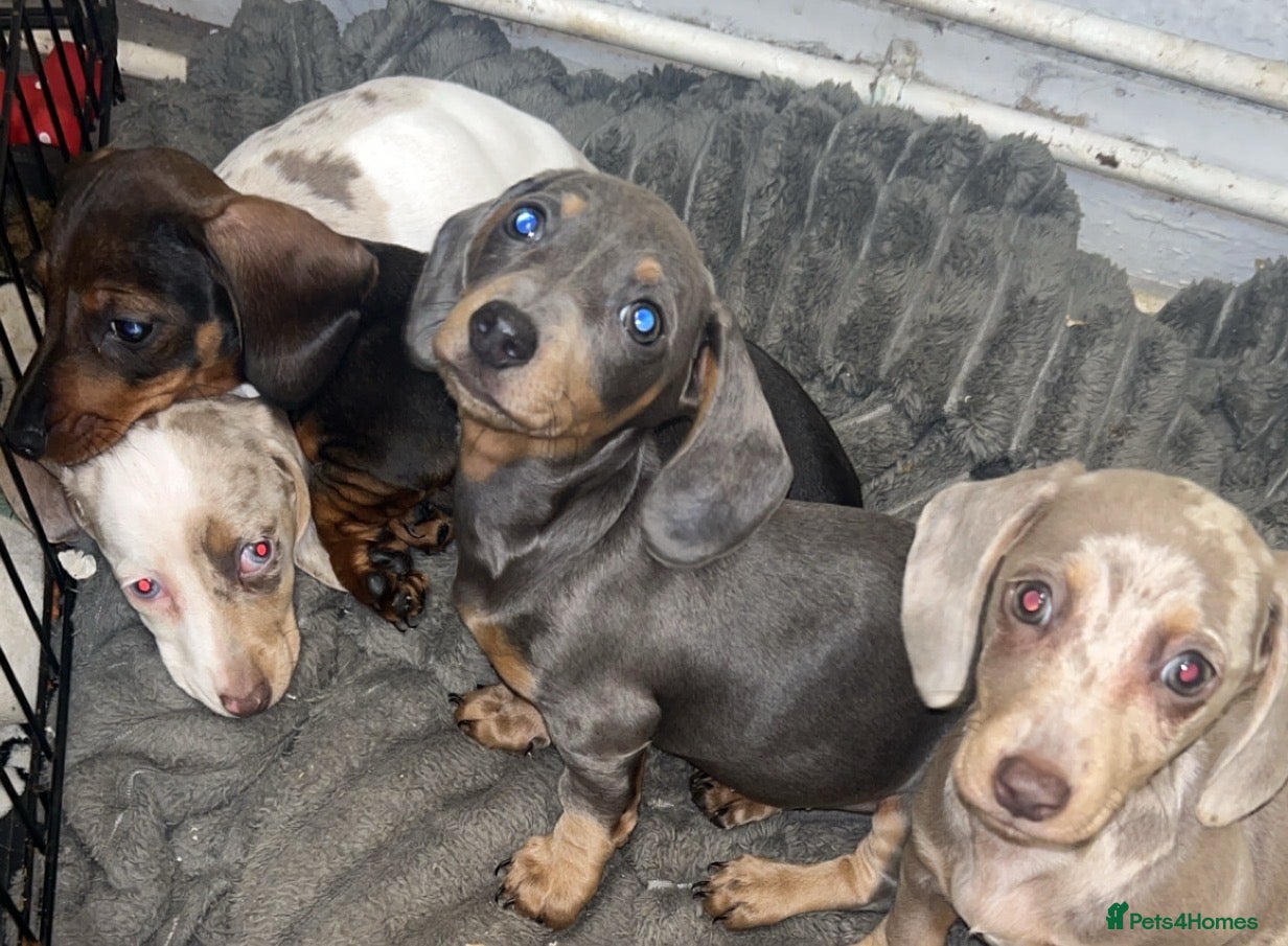 Dachshund dogs 3 females remaining ready now  - Advert 10