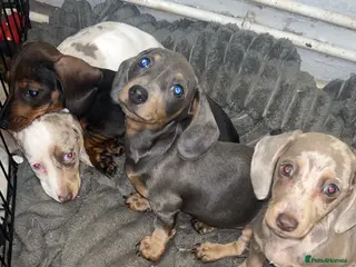 Dachshund dogs 3 females remaining ready now - Advert 10