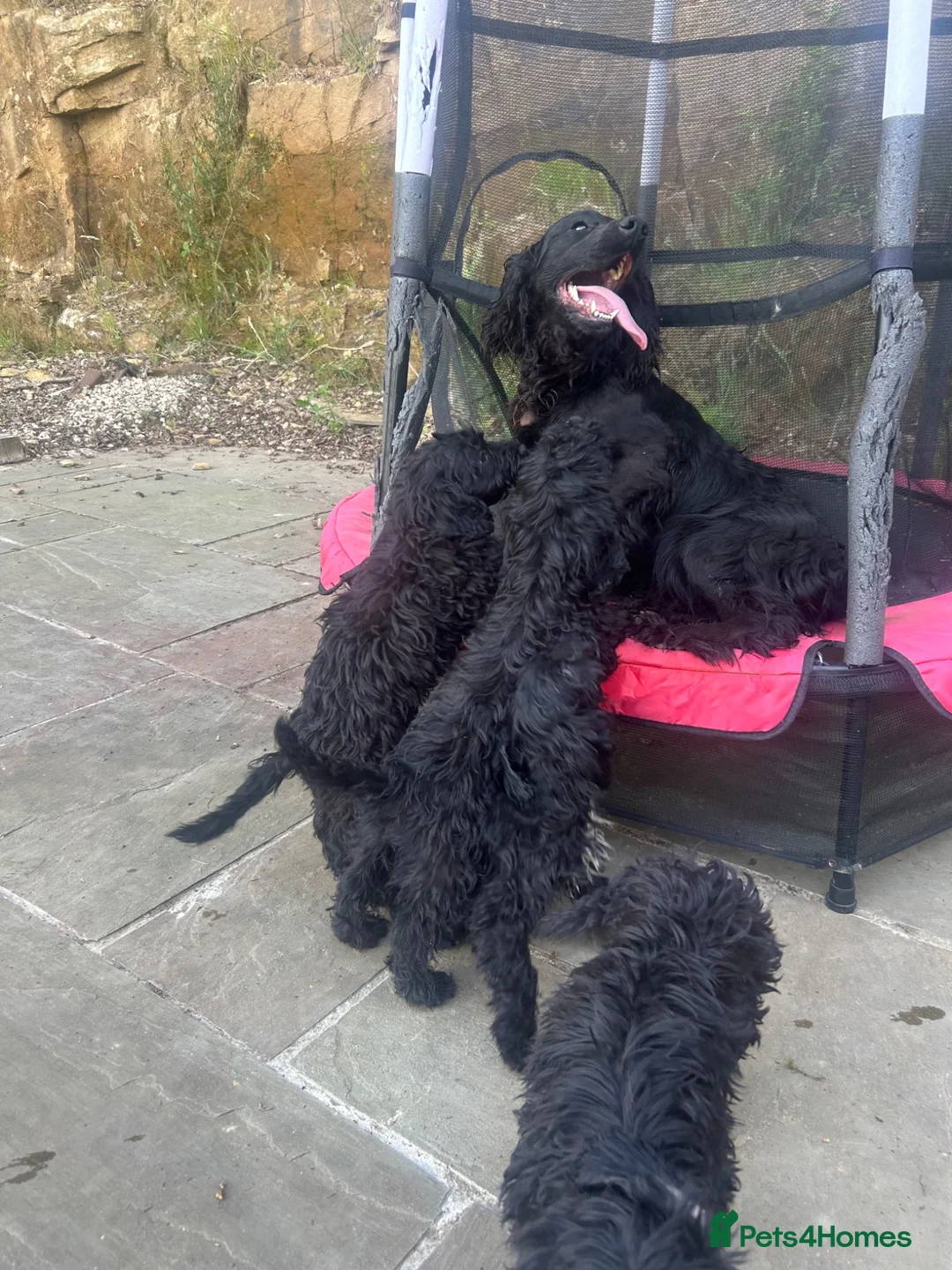 Cockapoo dogs for sale: Stunning f1 Cockerpoo puppies - Advert 2