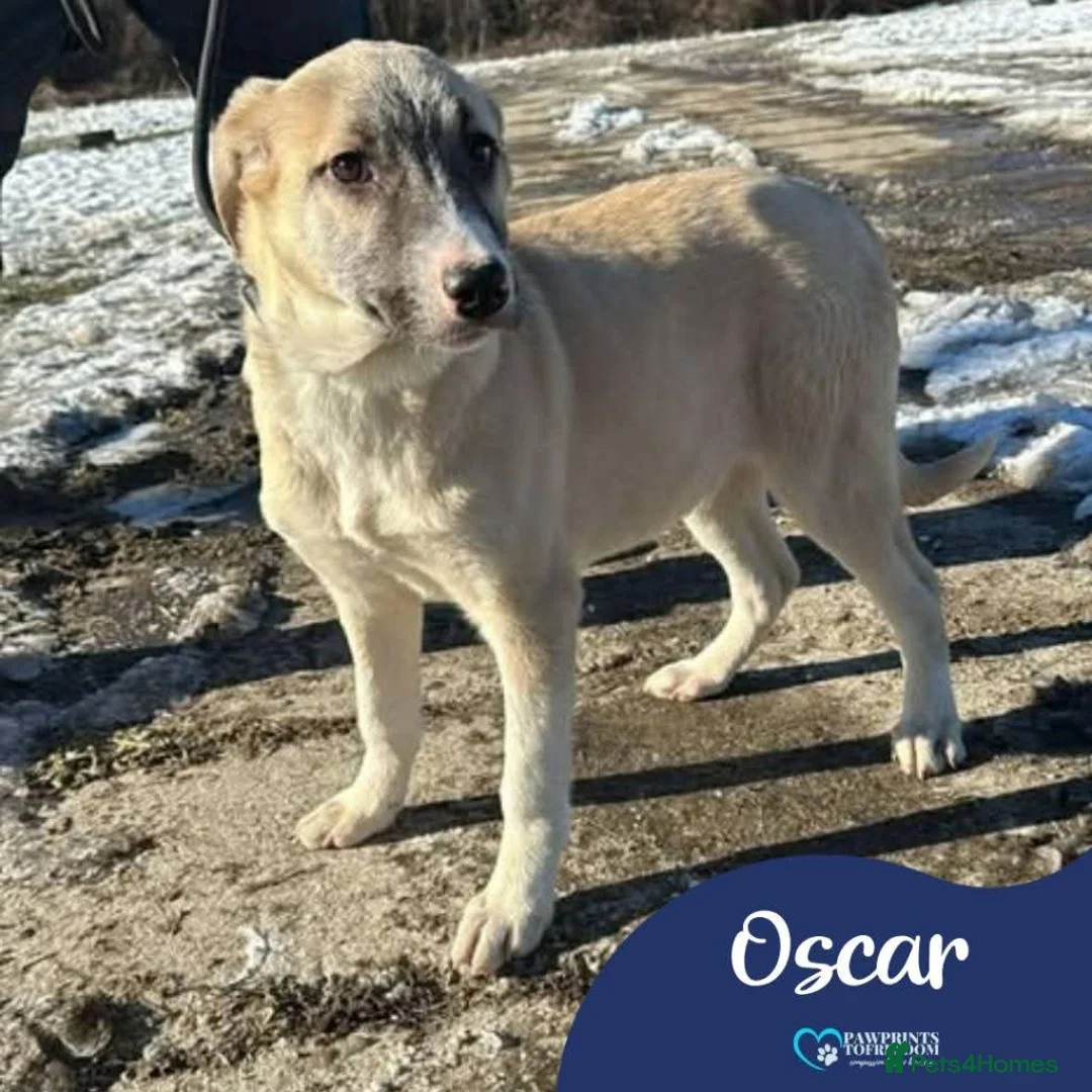 Mixed Breed dogs for adoption: Meet Oscar, currently residing in Cheshire  in Nantwich - Advert 1