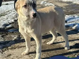 Mixed Breed dogs Meet Oscar, currently residing in Cheshire - Advert 1