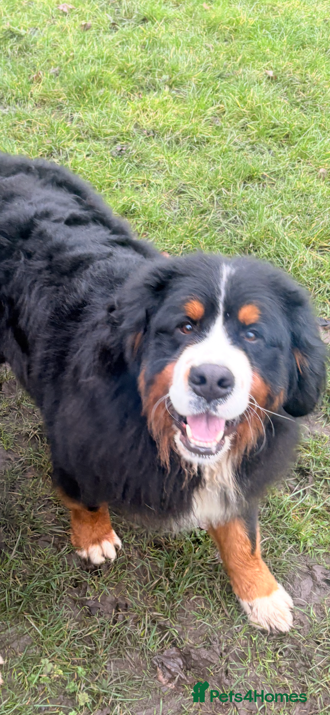 Bernese Mountain Dog dogs for stud: Gorgeous Bernese stud Maui - Advert 15