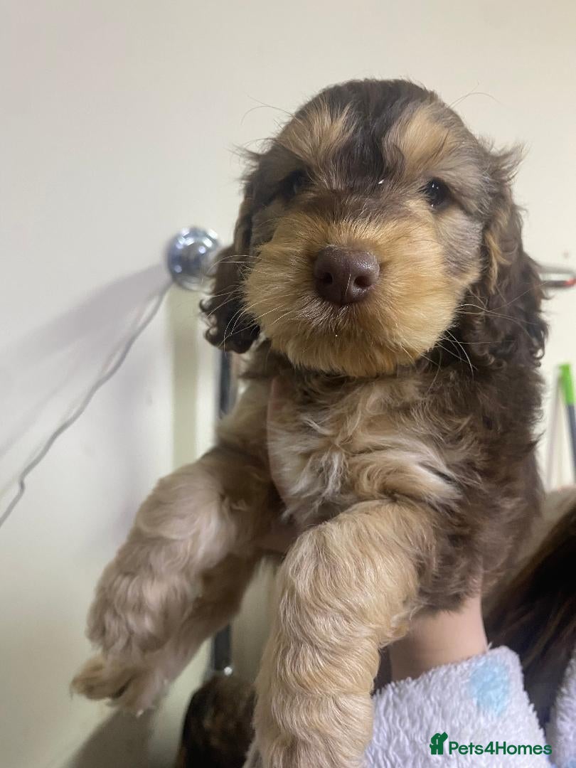Cockapoo dogs F1 Generation Cockapoo puppies for sale  - Advert 8