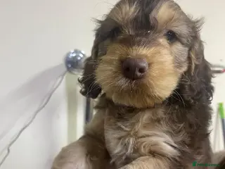 Cockapoo dogs F1 Generation Cockapoo puppies for sale - Advert 8