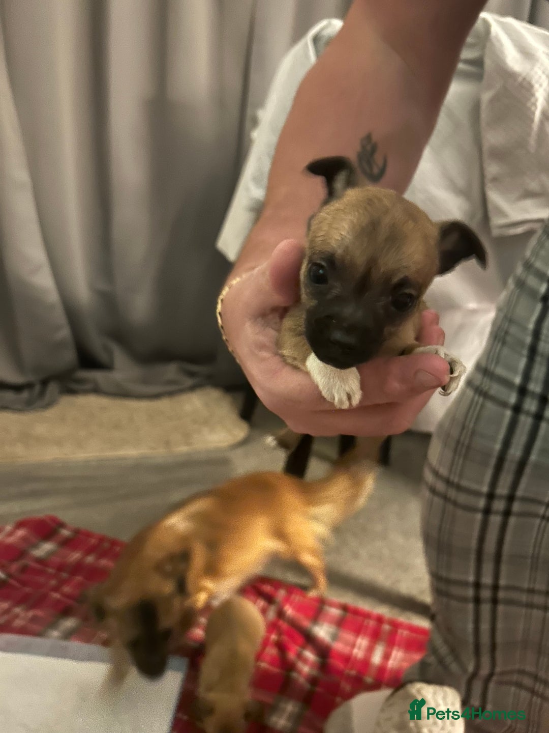 Mixed Breed dogs for sale: Chihuahua x terrier  - Advert 3