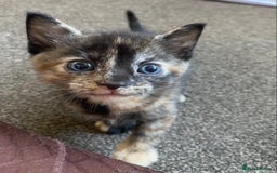 Mixed Breed cats for sale: 3 beautiful kittens for sale ready Friday 24/10 - Image 9