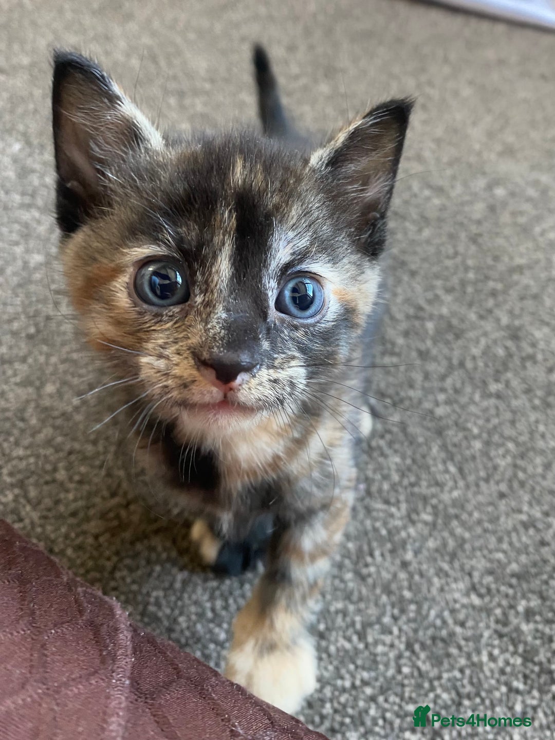 Mixed Breed cats for sale: 3 beautiful kittens for sale ready Friday 24/10 - Image 9