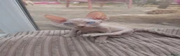 Sphynx cats for sale: 2 sphinx Babies  - Advert 6