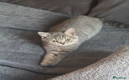 British Shorthair cats for sale:  Broadway Baby13w BritishShorthair,litter trained! - Image 11