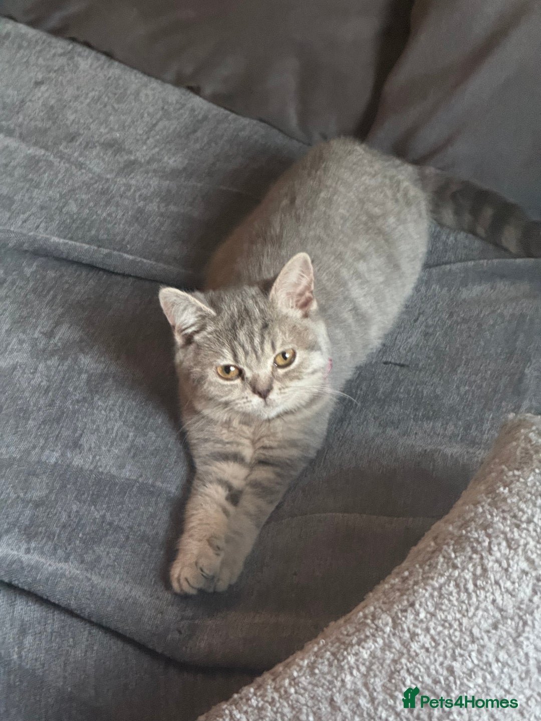 British Shorthair cats for sale:  Broadway Baby13w BritishShorthair,litter trained! - Image 11