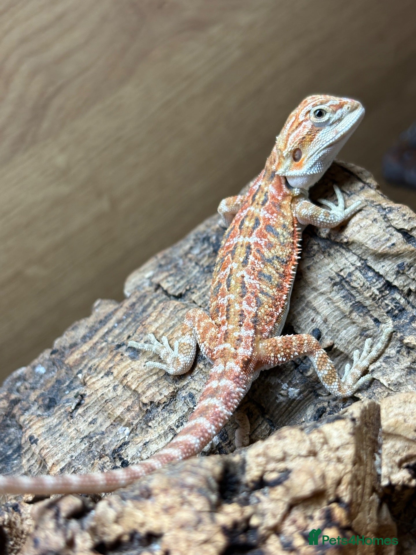 Bearded Dragon reptiles Stunning baby bearded dragons  - Advert 2
