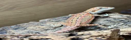 Bearded Dragon reptiles for sale: Stunning baby bearded dragons £100 ONO  - Advert 5