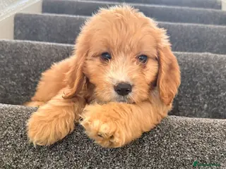 Cockapoo dogs Adorable puppies - Advert 1