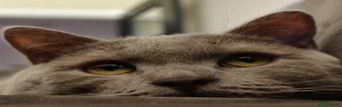 British Shorthair 1