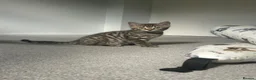 Bengal cats for sale: Bengal kittens  - Advert 32