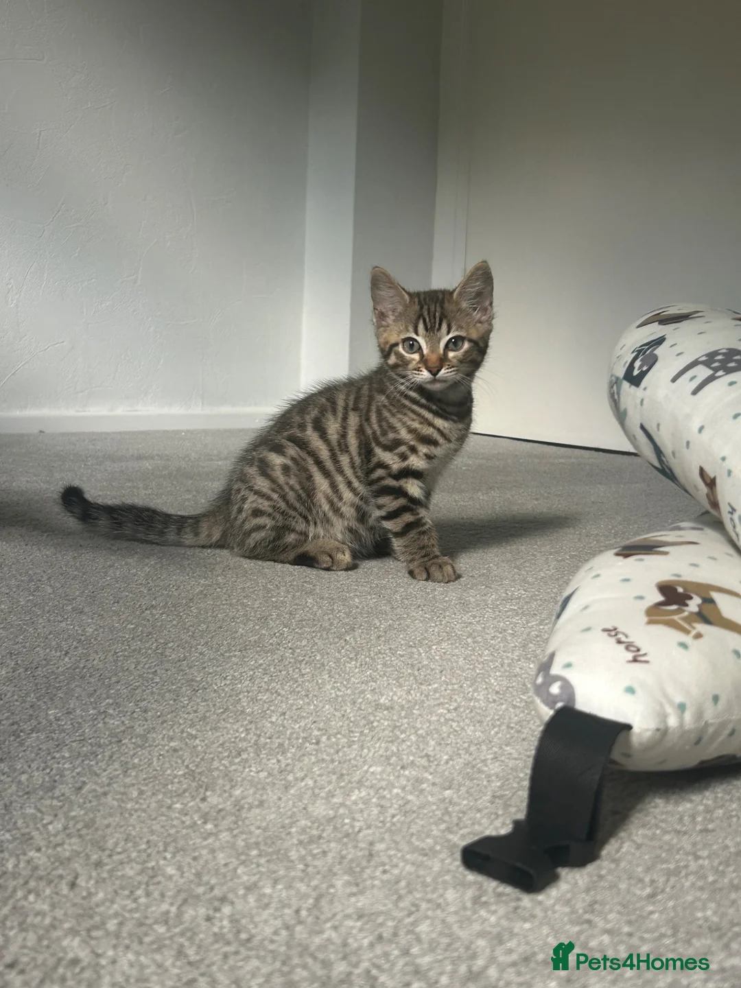 Bengal cats for sale: Bengal kittens  - Advert 32