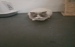 Ragdoll cats for sale: Amazing Mufasa - Image 8