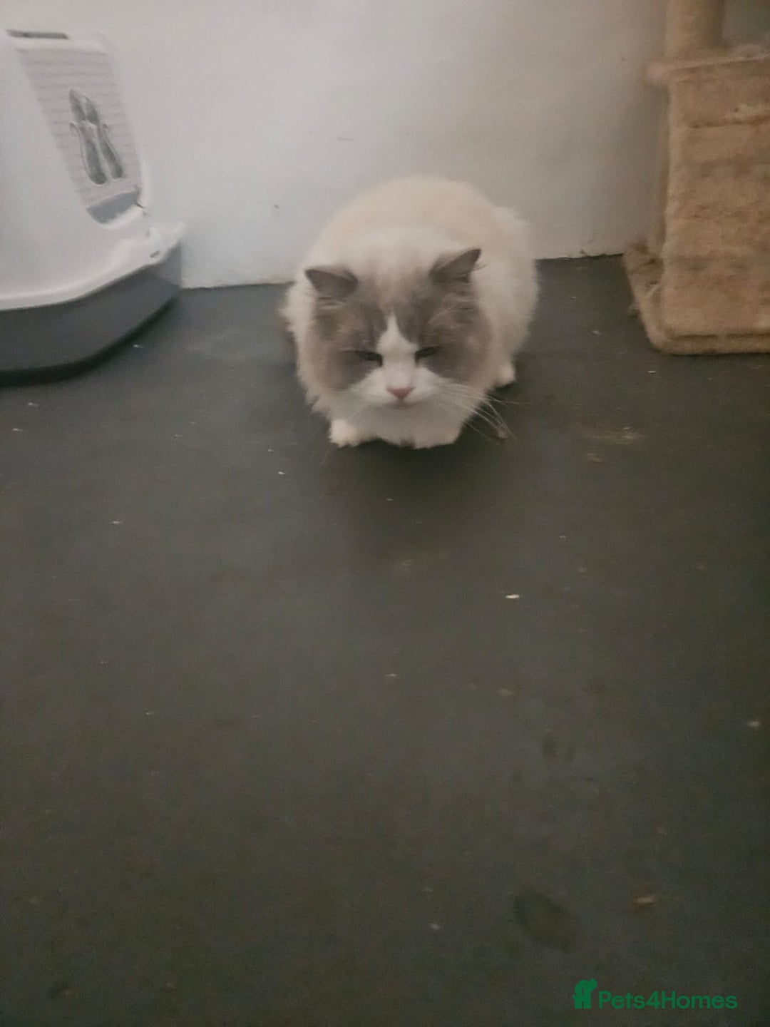 Ragdoll cats for sale: Amazing Mufasa - Image 8