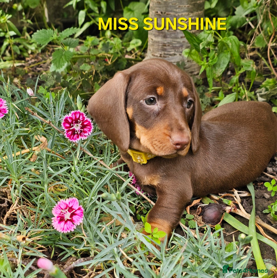 Dachshund dogs for sale: LAST 2!! Chocolate Dachsunds. Champion Lineage! in Worksop - Image 4