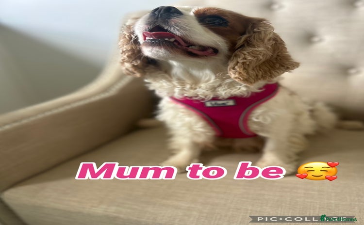 Cavapoo dogs - Advert 1
