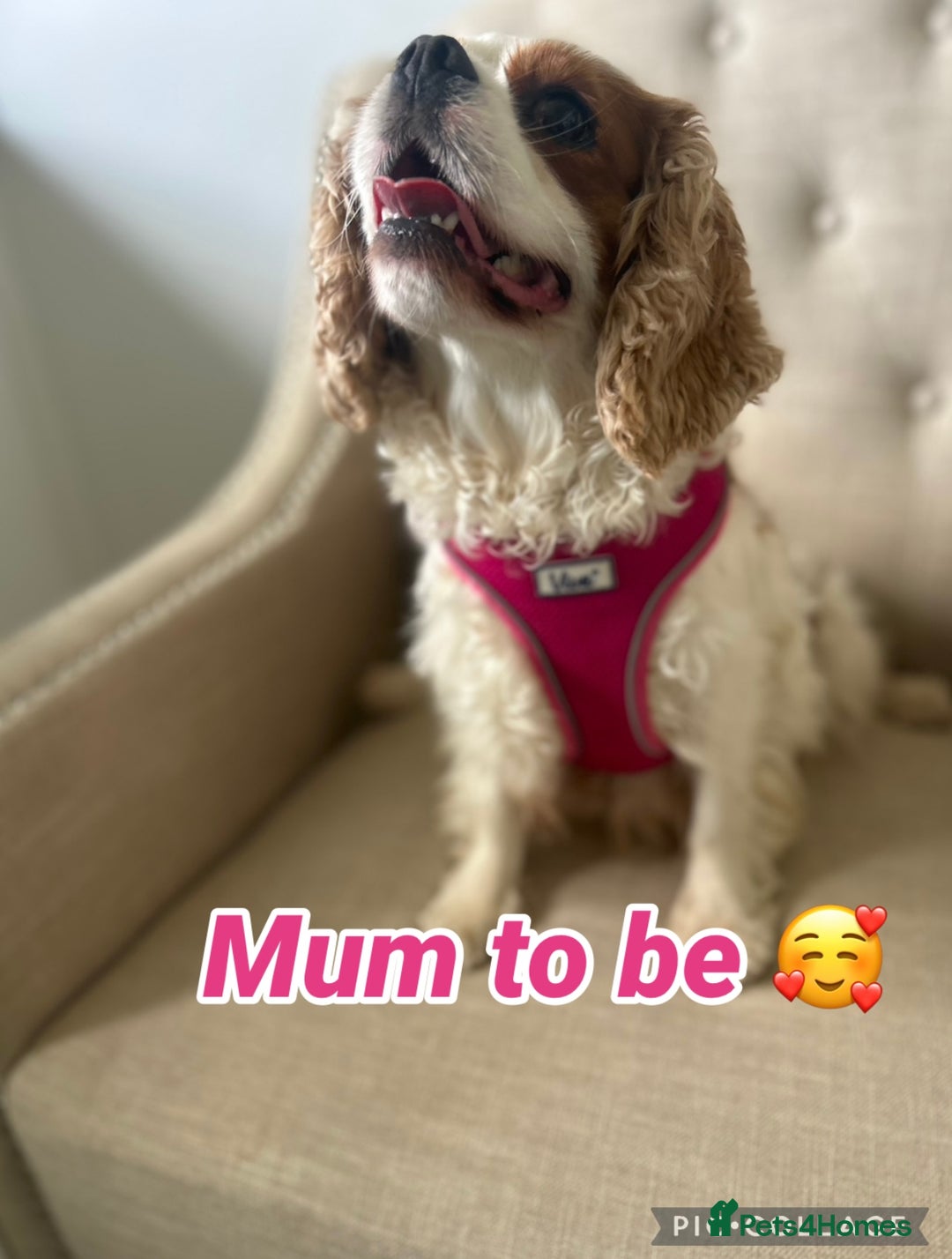 Cavapoo dogs for sale: F1 waiting list open. Heart/eye tested parents - Image 1