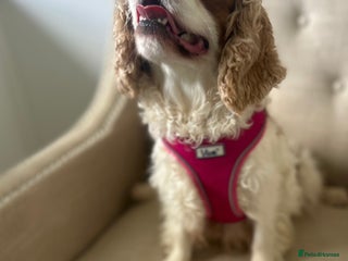 Cavapoo dogs - Advert 2