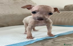 Italian Greyhound dogs for sale: Looking for new home  - Image 6