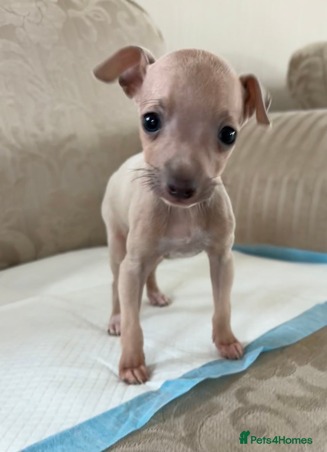 Italian Greyhound dogs for sale: Looking for new home  - Image 6