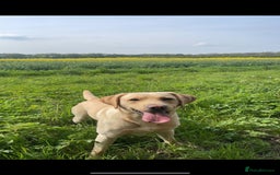 Labrador Retriever dogs for stud: Golden Lab for stud in Norfolk in Norwich - Image 3