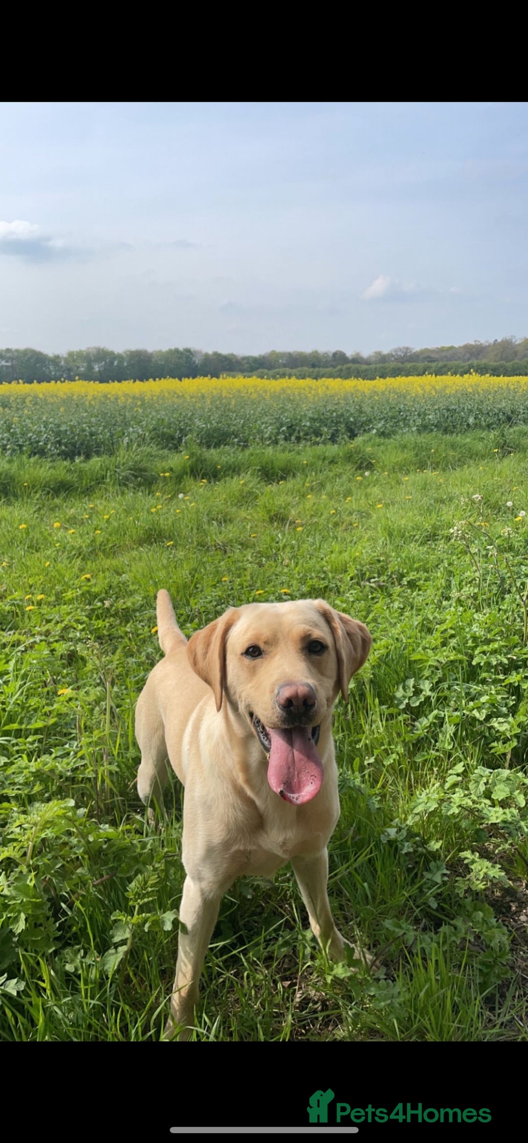 Labrador Retriever dogs for stud: Golden Lab for stud in Norfolk in Norwich - Image 3