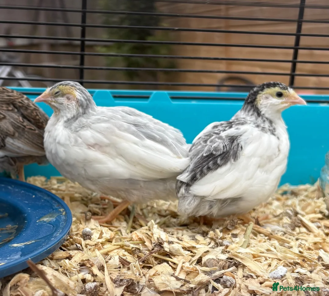 Quail poultry for sale: Button Quail mixed colours and sex - Advert 3