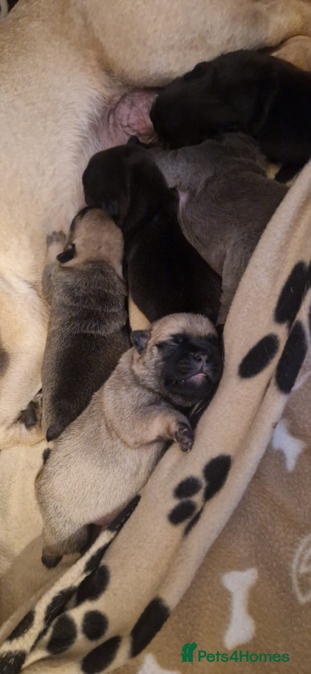 Frug dogs for sale: 6 beautiful frug puppies.  - Image 7